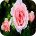 Саженцы Розы Парковой Синдерелла > цена, описание