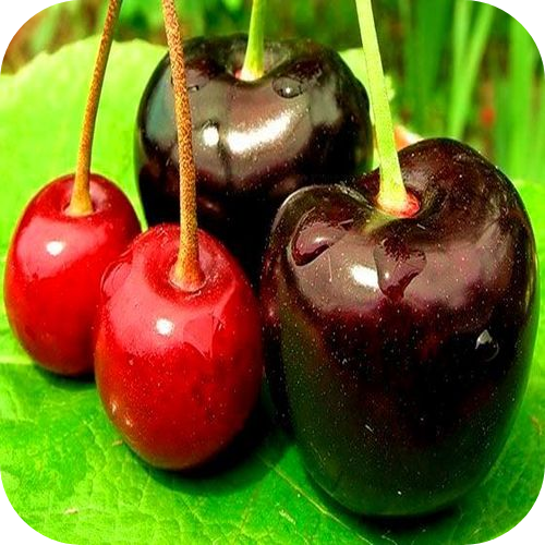 Саженцы Черешни "Крупноплодная черная" > описание, цена Саженцы Черешни "Крупноплодная черная" > описание, цена