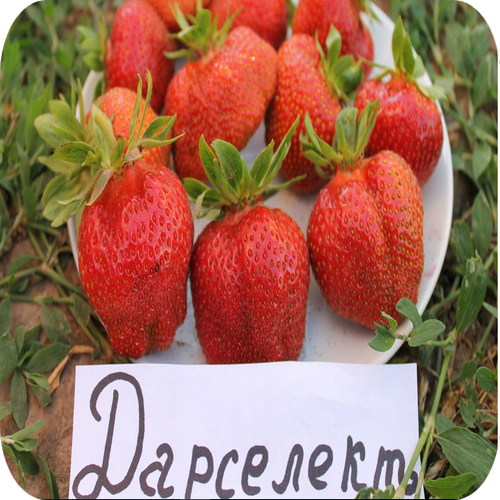Клубника "Дарселект" 