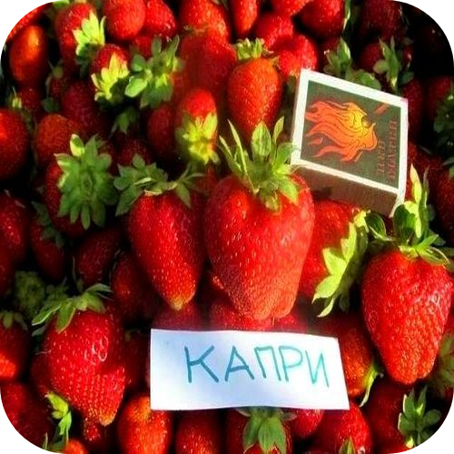 Клубника "Капри" 